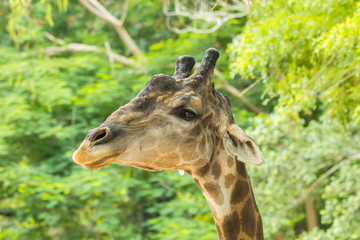 Head of Giraffe