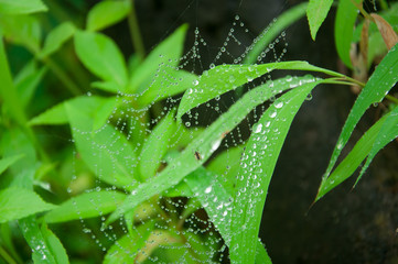 Fototapeta na wymiar Spider web
