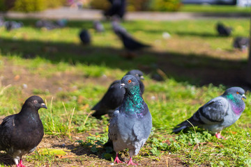 Pigeons in the garden, blured background