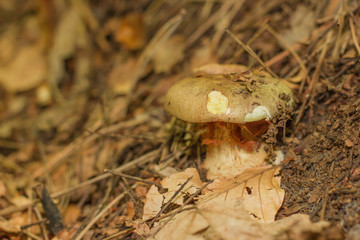 mushroom in the forest mountain in France