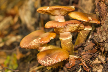 mushroom in the forest mountain in France
