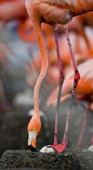 Fototapeta premium Caribbean flamingo on a nest with chicks. Cuba. An excellent illustration.