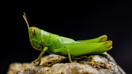 green grasshopper on stone back ground