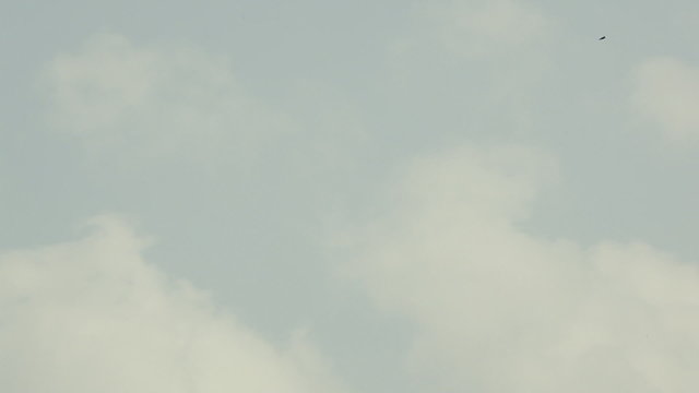 Bird flies far in clouds
