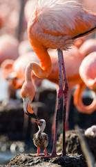 Fototapeta premium Caribbean flamingo on a nest with chicks. Cuba. An excellent illustration.