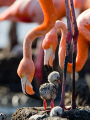 Caribbean flamingo on a nest with chicks. Cuba. An excellent illustration.