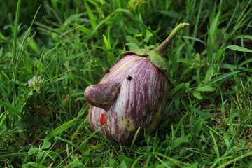 Obraz premium Harvest autumn striped eggplant face