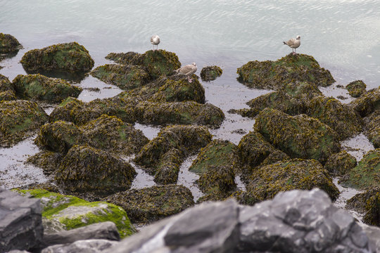 Seagulls sitting on rocks in water at North Sea coast in Ostend, Belgium