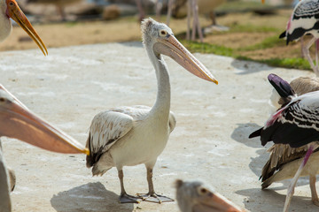 Pelican in zoo.