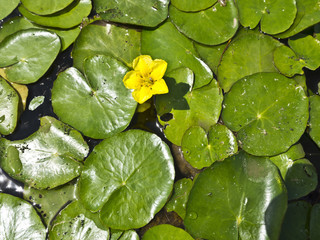 water lilies stands above a group of lily pads at the edge of a small pond