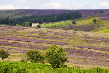 A farm set in the middle of Spaunton Moor on the North yorkshire Moors set in the middle of purple Heather