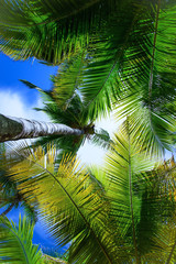 Fototapeta premium palm sun top