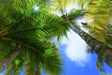 Fototapeta premium palm sun top