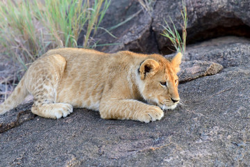 Plakat Lion cub