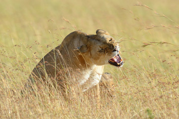 Lion