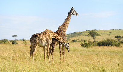 Giraffe