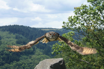 Uhu im Anflug