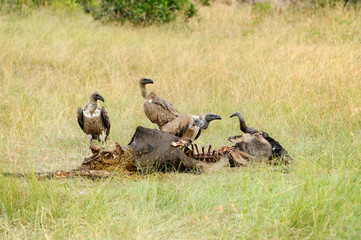 Vulture