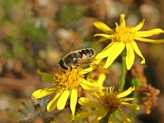 Schwebfliege auf Jakobskreuzkraut