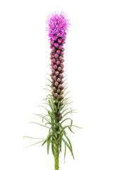 Liatris, blazing star