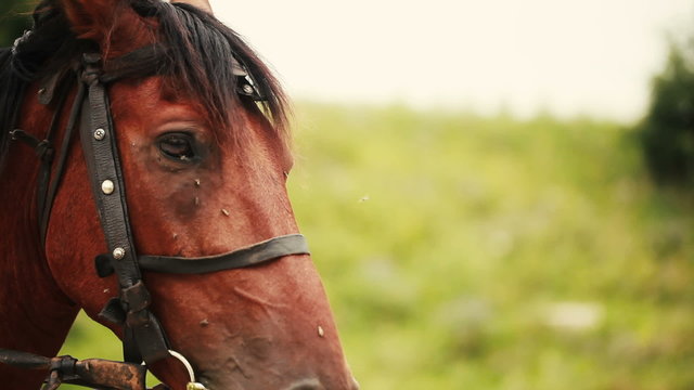 Flies sit on the head of a horse
