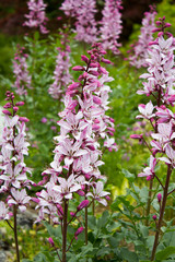 Diptam (Dictamnus albus)