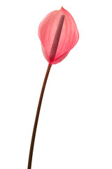 anthurium