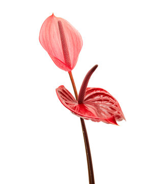 Fototapeta anthurium