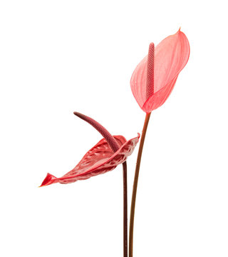 anthurium