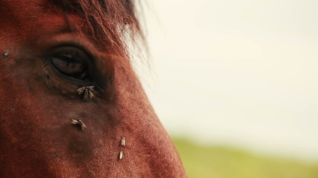 Flies on the horse's eyes.