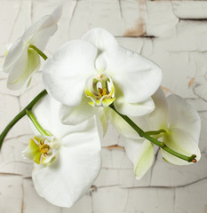 Fototapeta na wymiar White orchid against a distressed wood background with peeling white paint. Square format