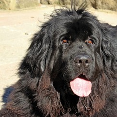 Fototapeta premium Portrait einer sechsjährigen schwarzen Neufundländerhündin