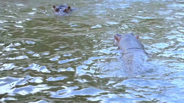 hipopótamos peleando jugando