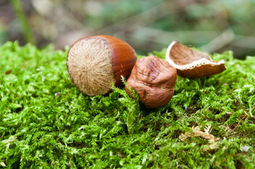 noisettes fraiches en forêt sur tapis de mousse