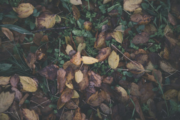 Background group autumn orange leaves. Outdoo