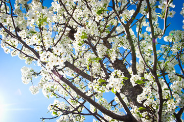 Spring Tree Blooming