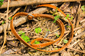 Unknown woman belt found in the forest.
