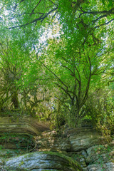 Wild rocks with mossy trees