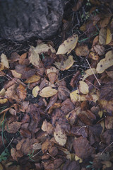 Background group autumn orange leaves. Outdoo