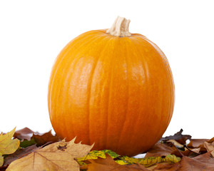 Pumpkin on  white background 