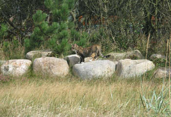 Cat on the rocks in Falkenberg, Sweden.