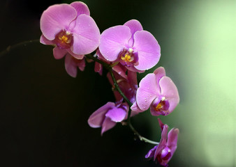 Fototapeta na wymiar orchidée rose