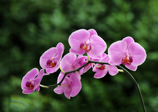 hampe d'orchid&eacute;e
