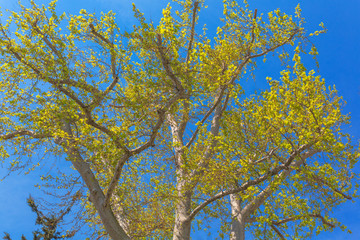 Plane tree close up