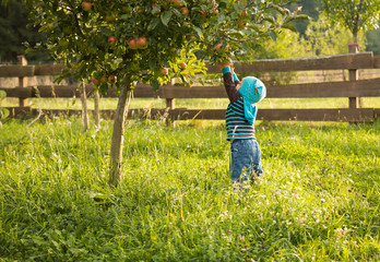 cute little girl picking organic apple in the sunlit orchard in the autumn