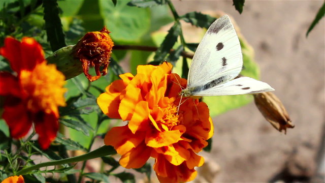 butterfly Pieris brassicae/In the flower orange butterfly flew and sat Pieris brassicae female