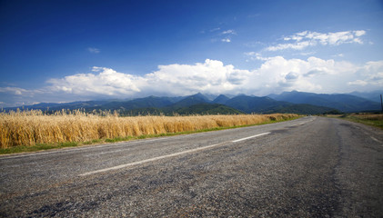 Asphalt road next to ripe wheat field