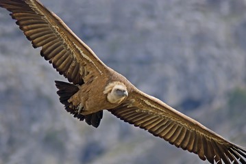 Buitre Leonado, parque natural Sierras de Cazorla, Segura y Las Villas.