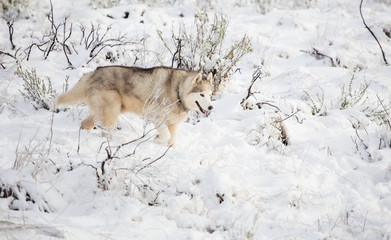 Obraz premium Close up image of Siberian husky playing in the snow in south africa