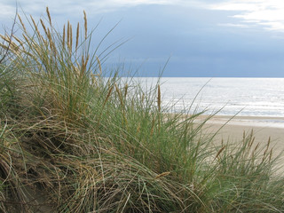 Natural dune grass landscape at Skrea Strand on a sunny day with dark clouds in Falkenberg, Sweden.